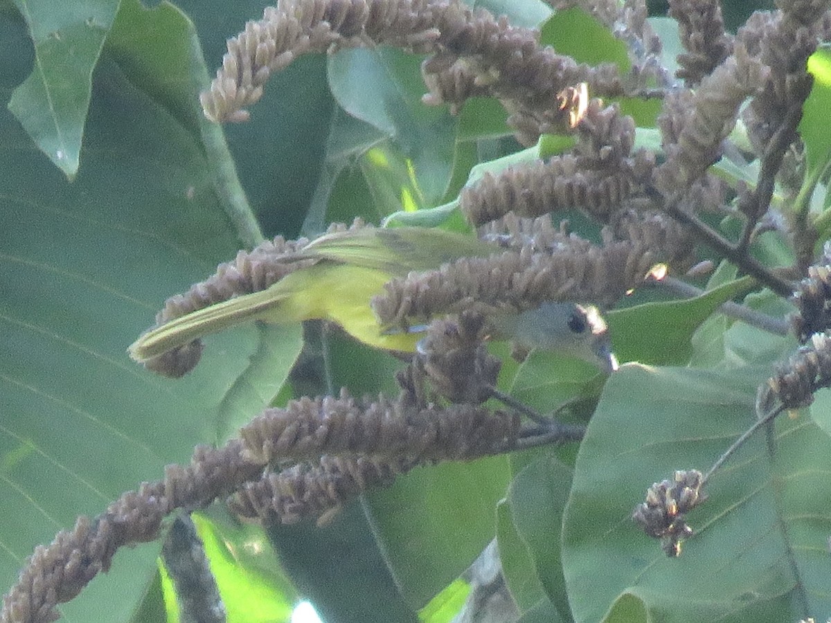 White-shouldered Tanager - ML638723701