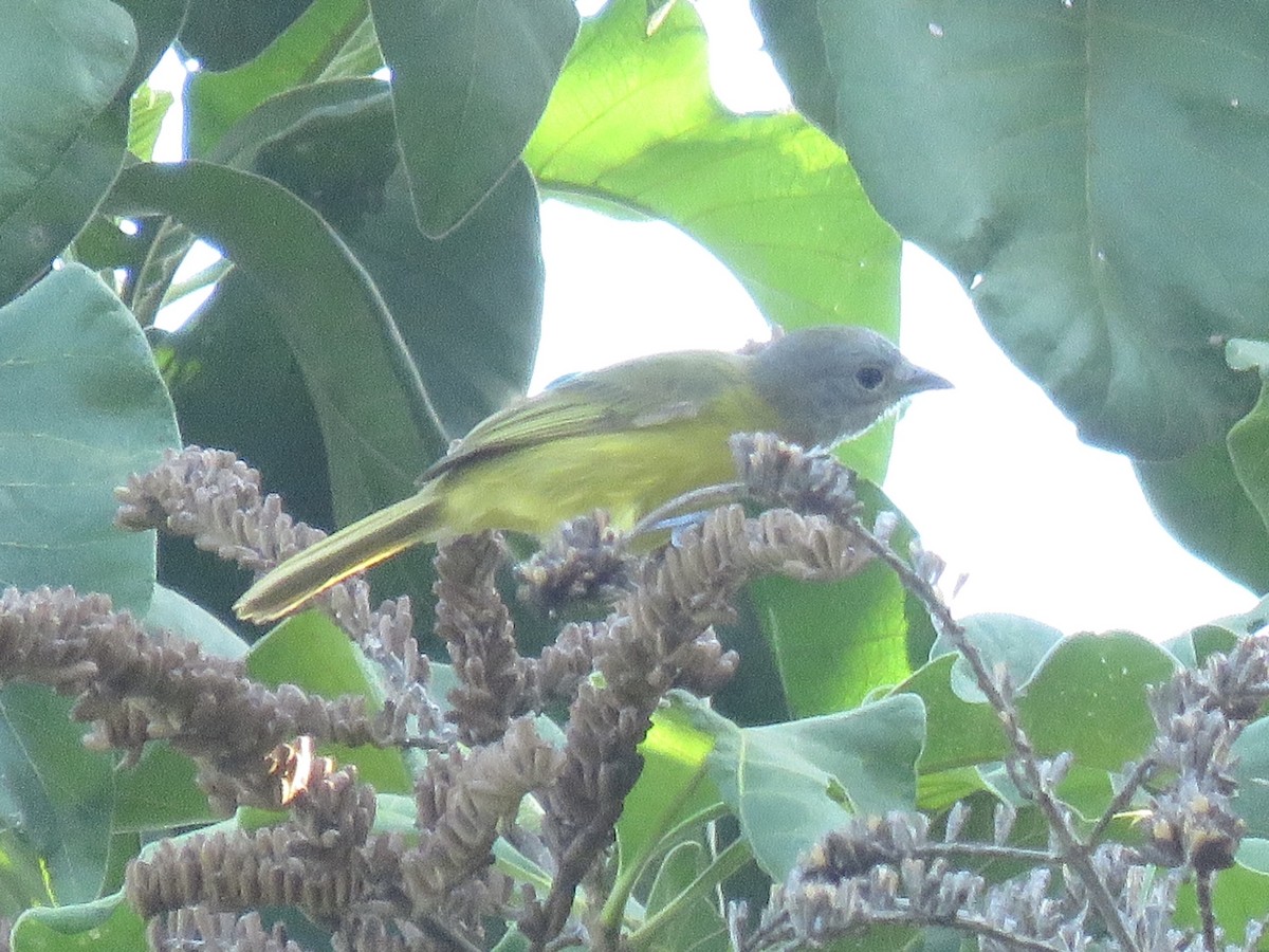 White-shouldered Tanager - ML638723702