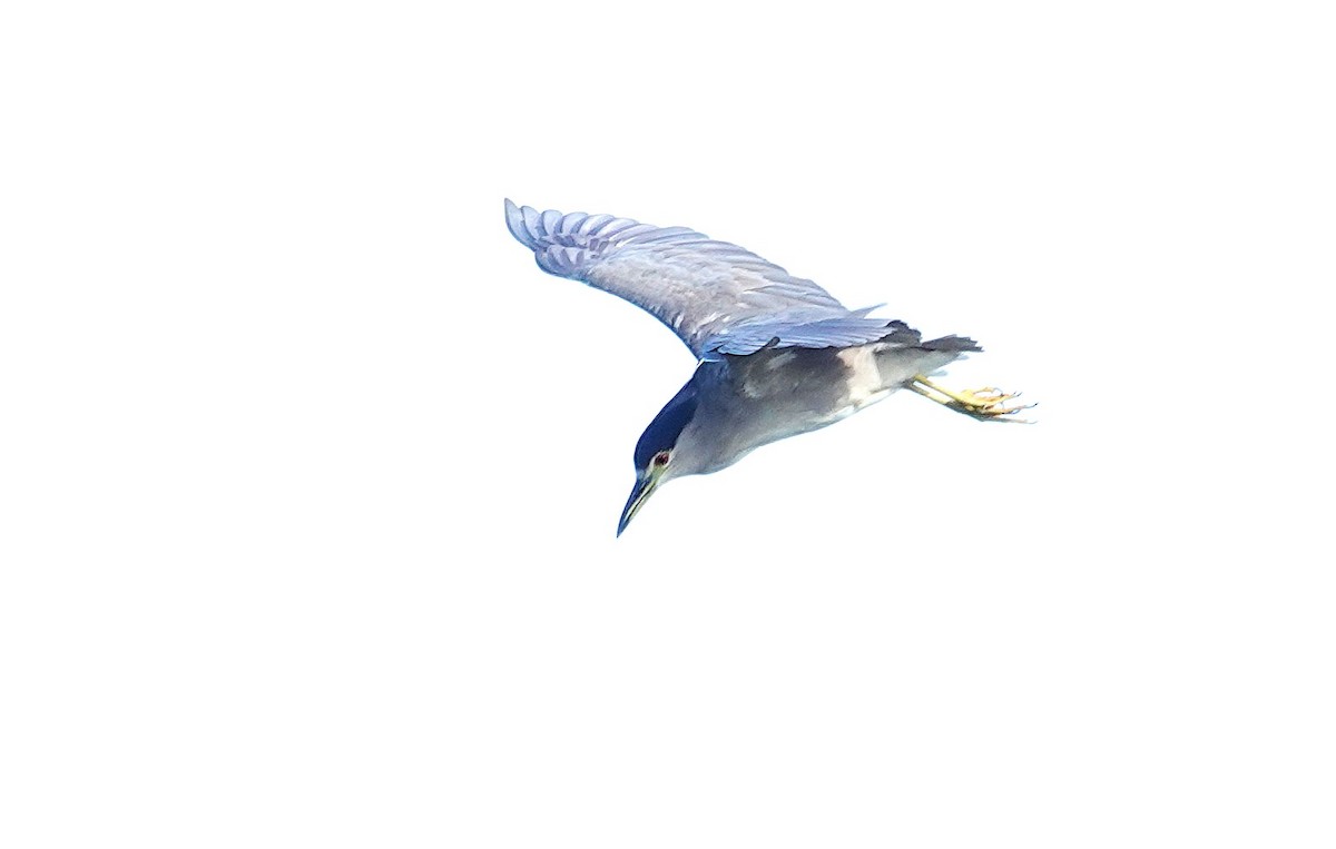 Black-crowned Night Heron - ML638723704