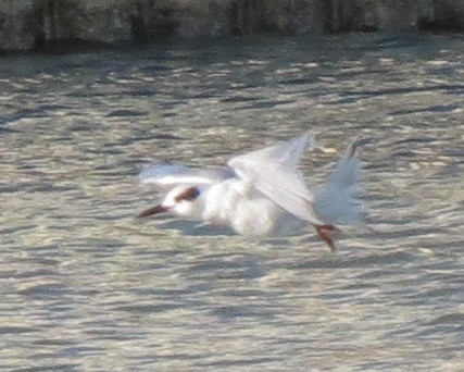 Forster's Tern - ML638723720