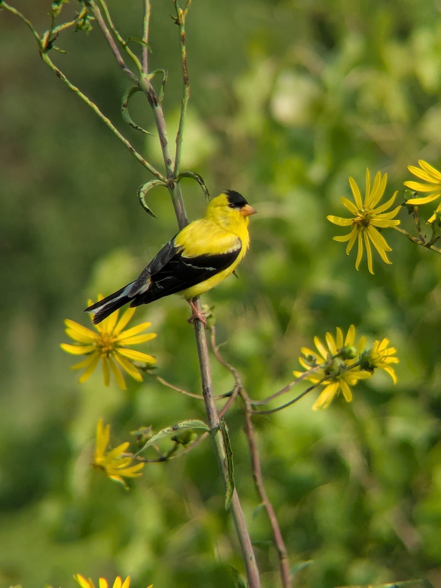 Chardonneret jaune - ML638723724