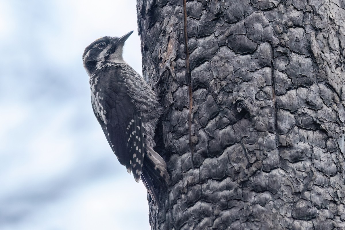 American Three-toed Woodpecker - ML638723726