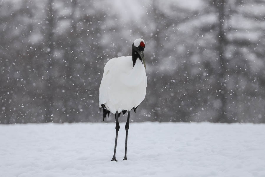 Red-crowned Crane - ML638723741