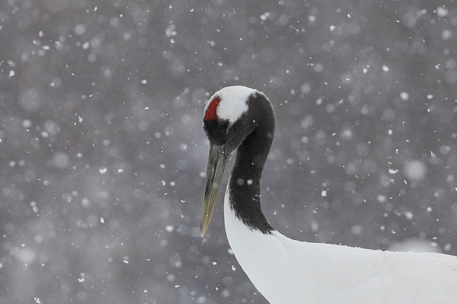 Red-crowned Crane - ML638723742