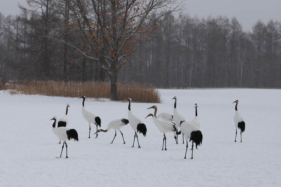 Red-crowned Crane - ML638723743