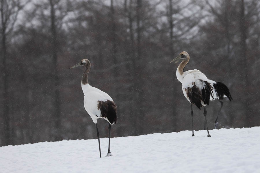 Red-crowned Crane - ML638723745