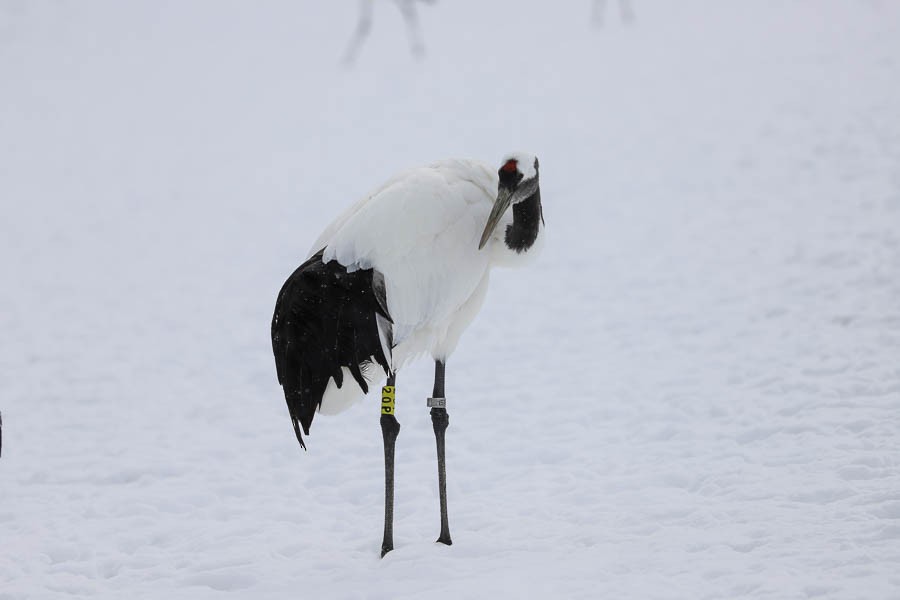 Red-crowned Crane - ML638723746