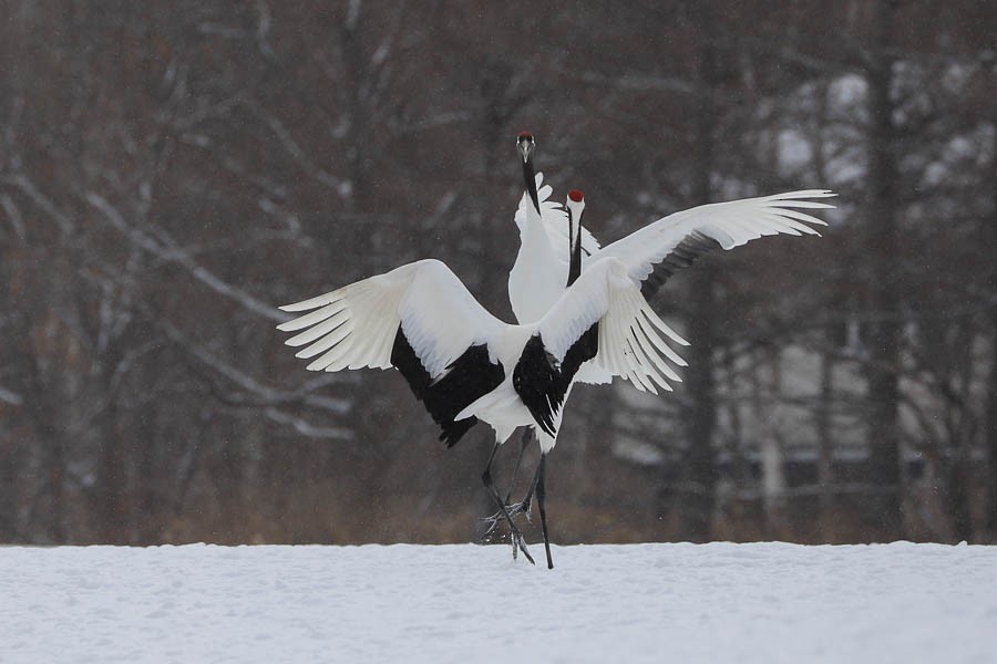 Red-crowned Crane - ML638723747