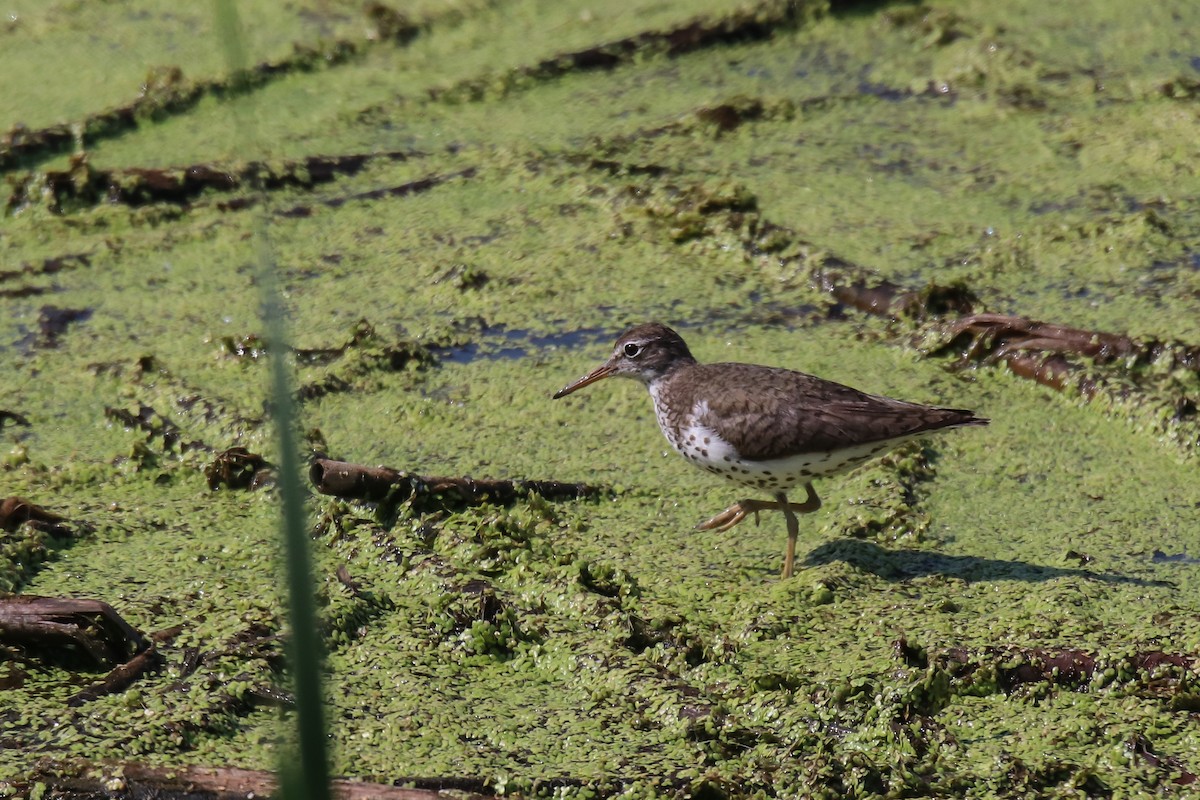 flekksnipe - ML638723748