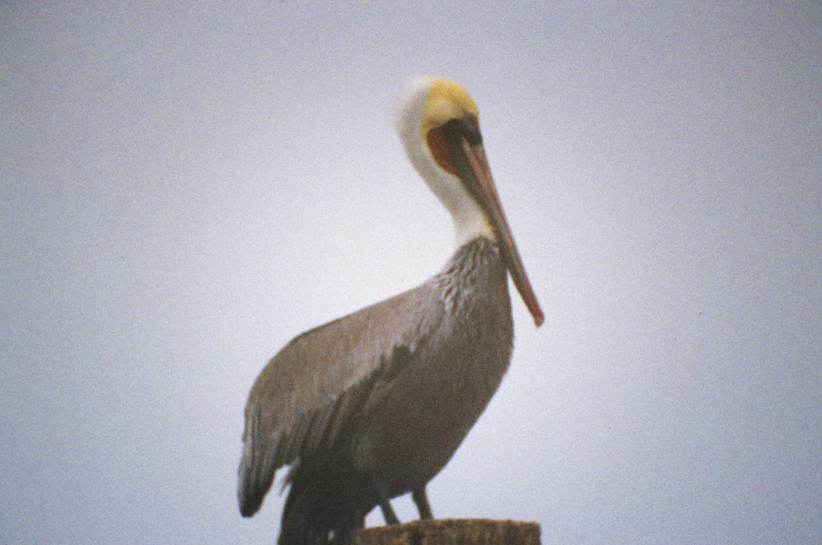 Brown Pelican - ML638723906