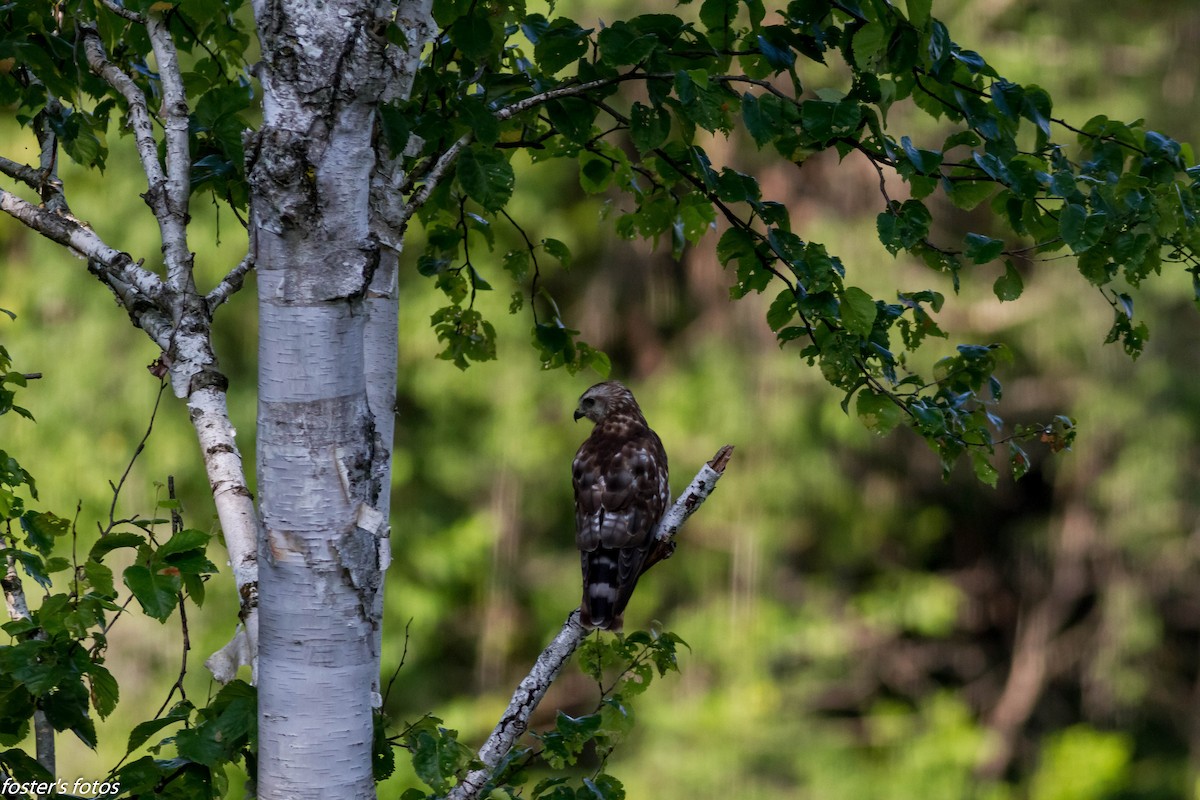 Broad-winged Hawk - ML638723912