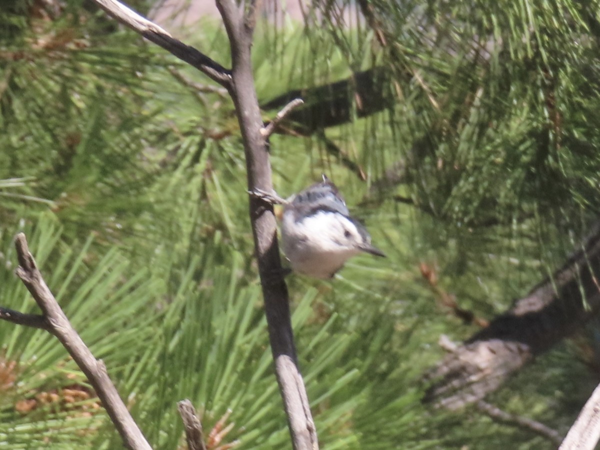 White-breasted Nuthatch - ML638724009