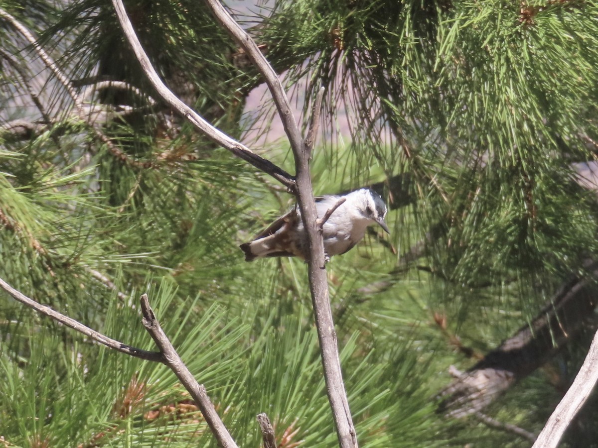 White-breasted Nuthatch - ML638724011