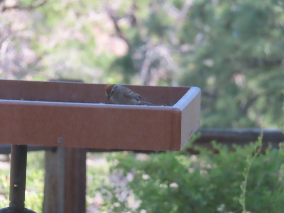 Chipping Sparrow - ML638724031