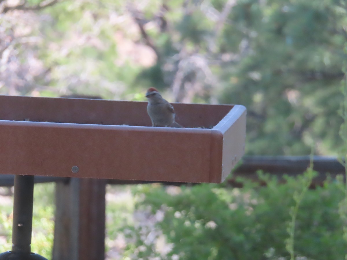 Chipping Sparrow - ML638724036