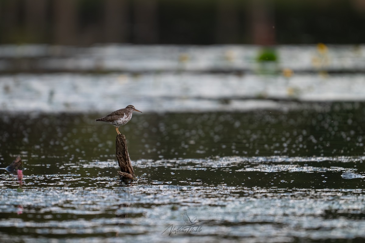 flekksnipe - ML638724050