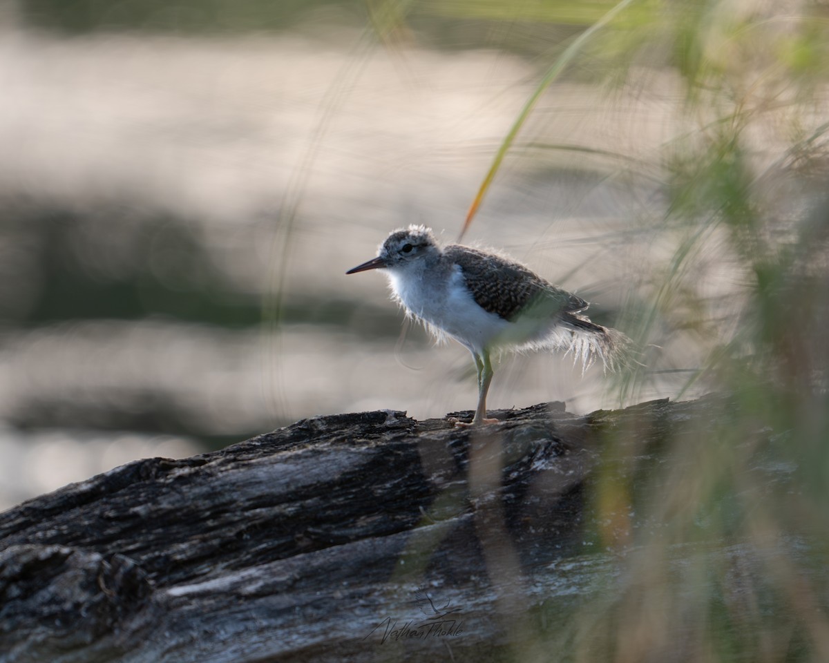 flekksnipe - ML638724063