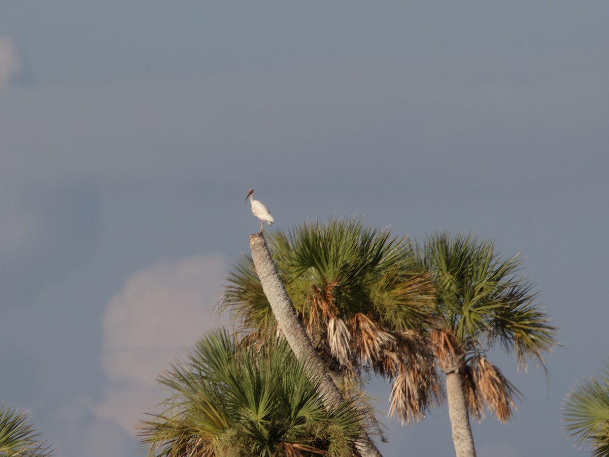 Ibis blanc - ML638724070