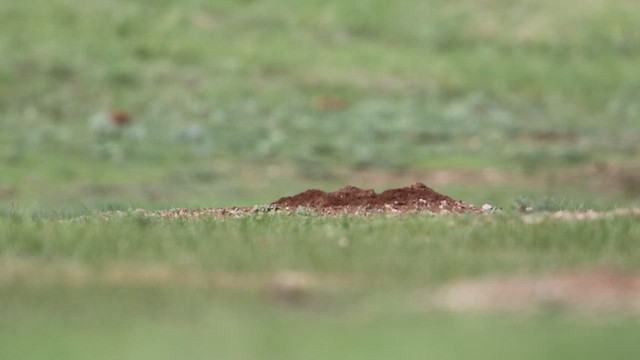 Prairie Dogs - ML638724073