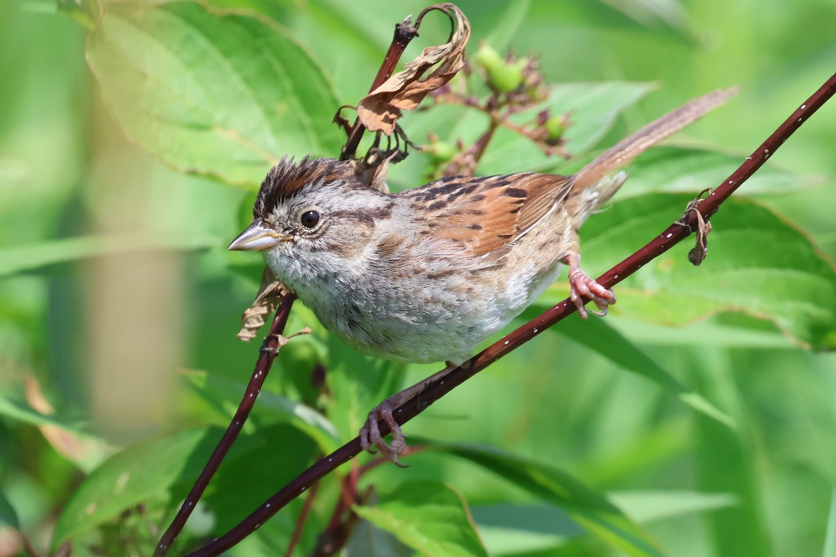 Swamp Sparrow - ML638724074