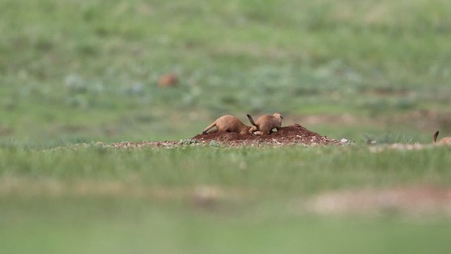 Animals - ML638724075