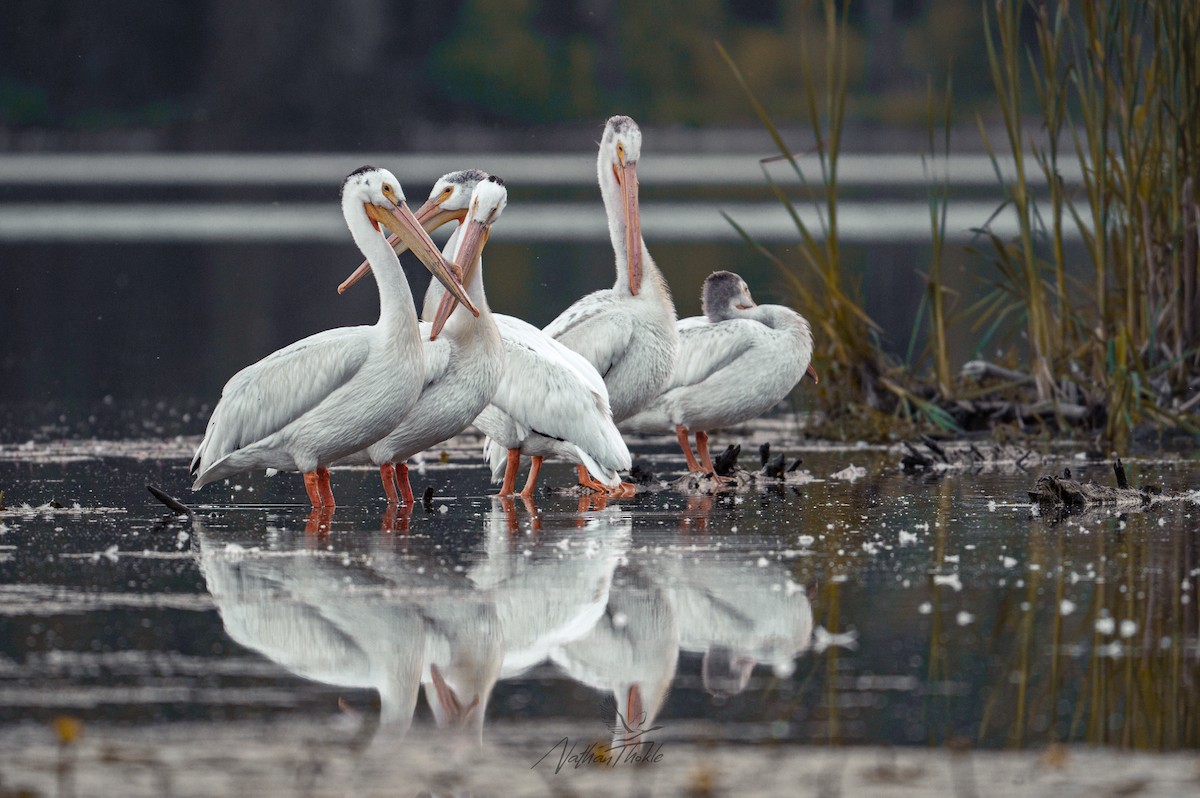 American White Pelican - ML638724085