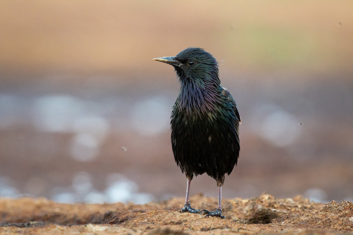 European Starling - ML638724094