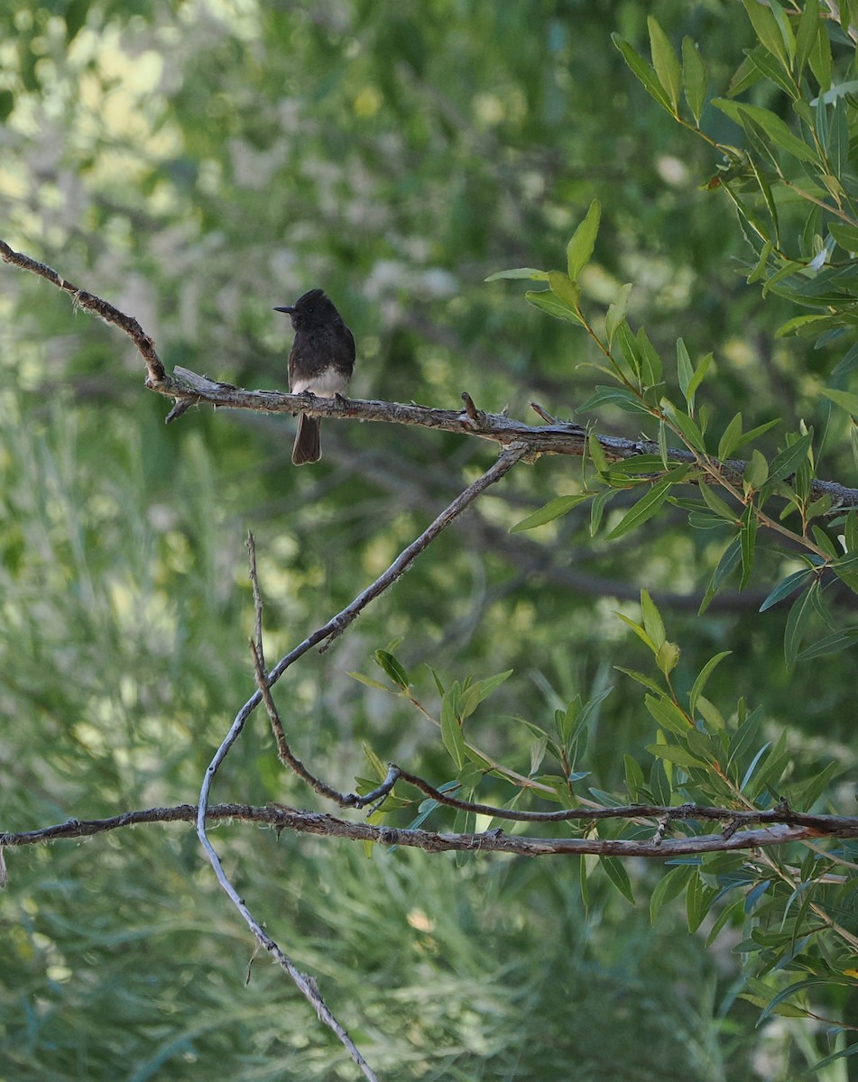 Black Phoebe - ML638724097