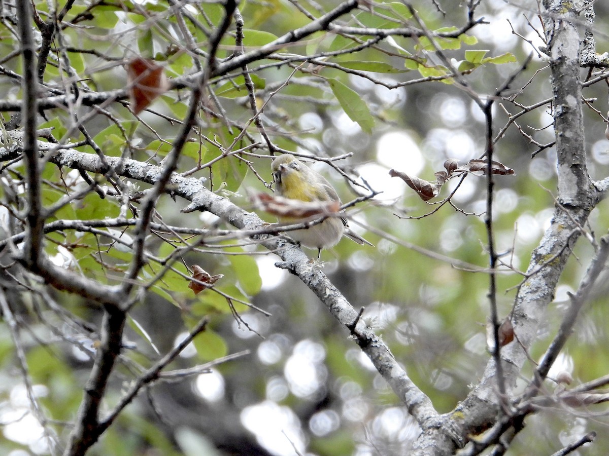 Pine Warbler - ML638724113