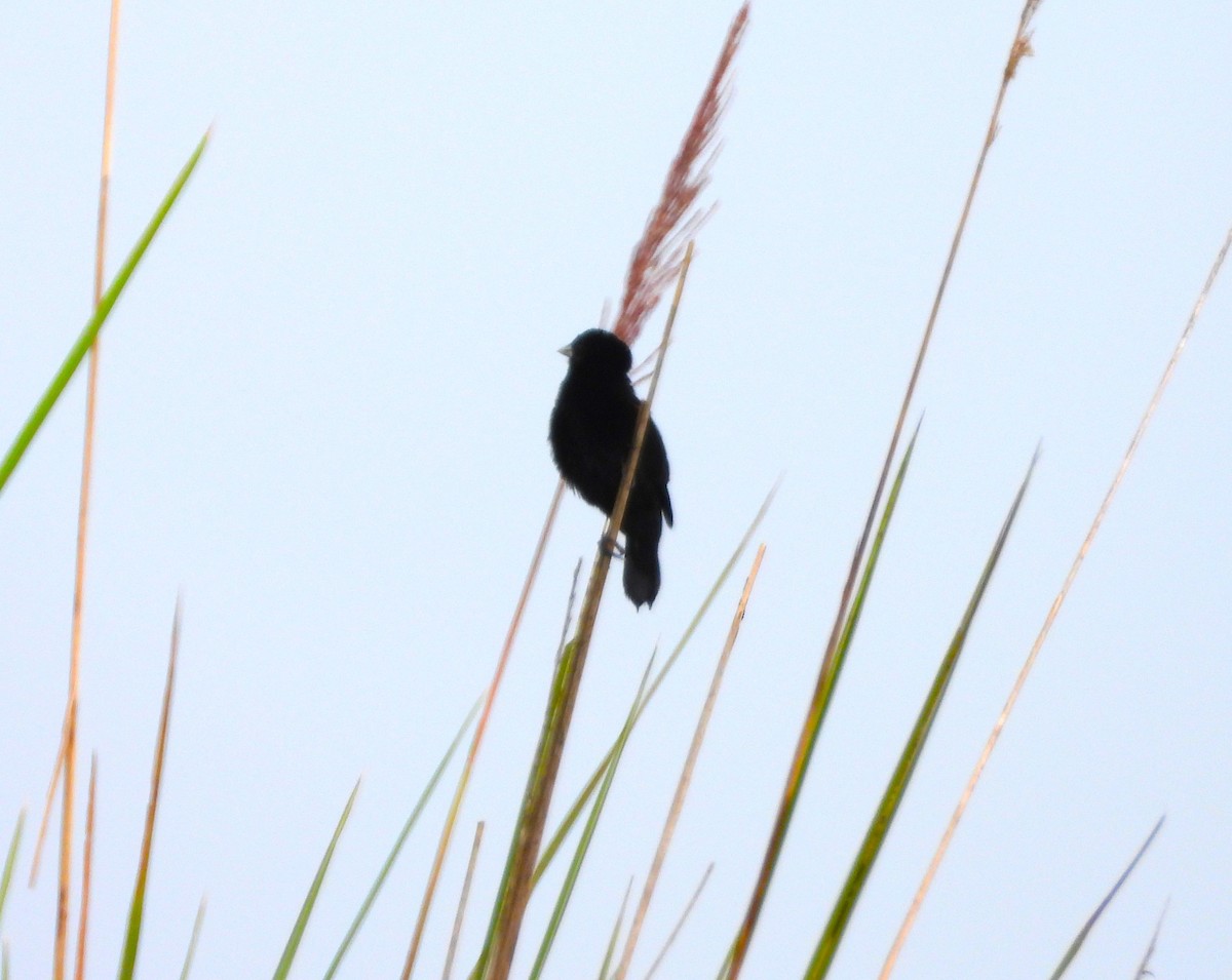 Fan-tailed Widowbird - ML638724127