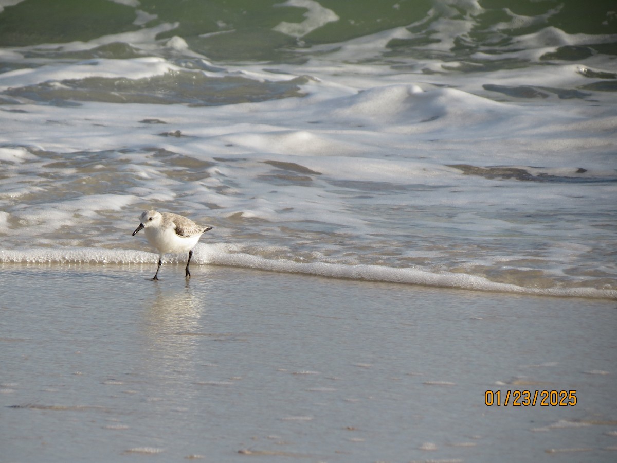 Sanderling - ML638724138