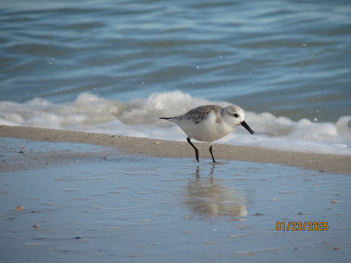 Sanderling - ML638724139