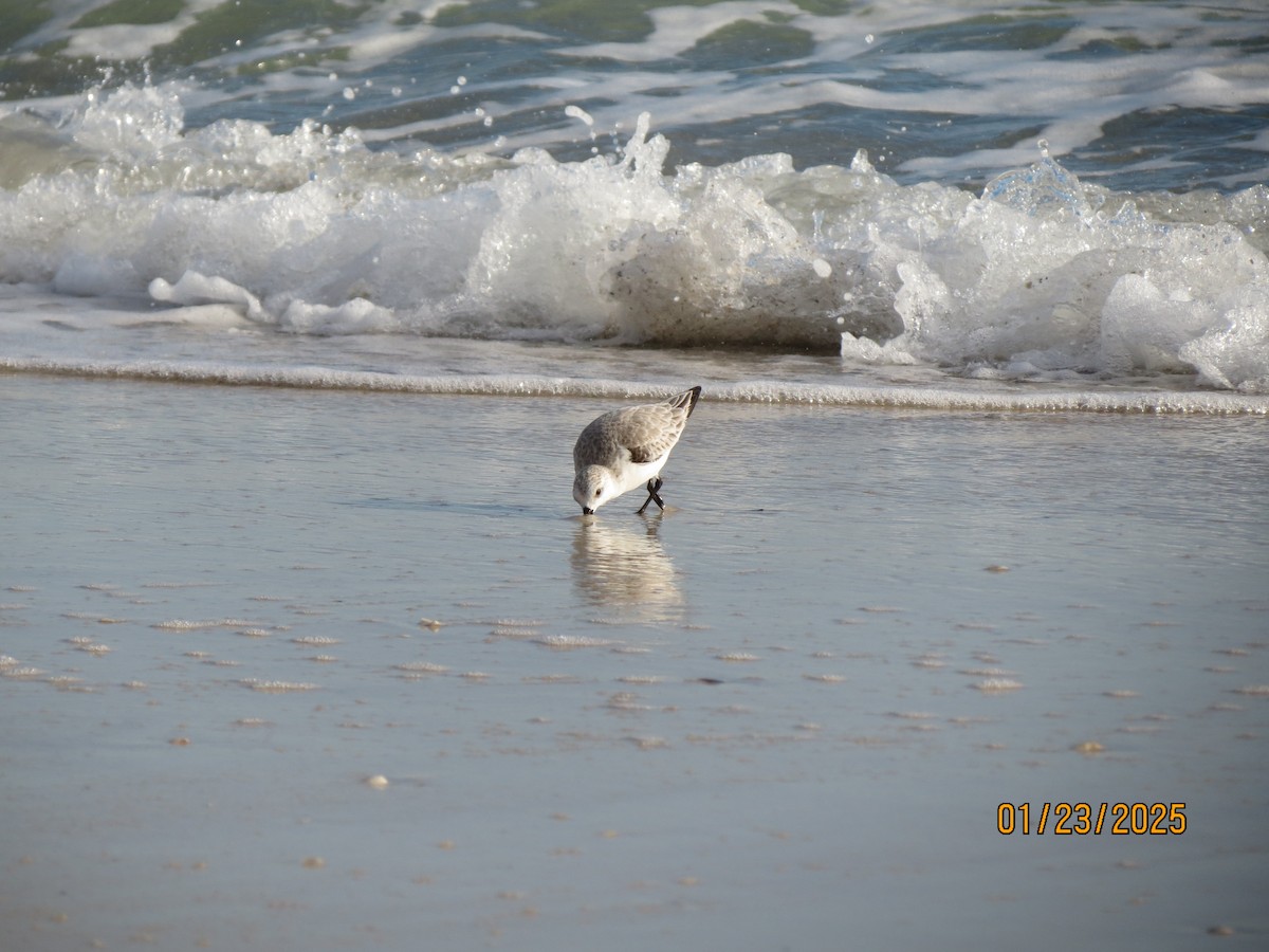 Sanderling - ML638724140