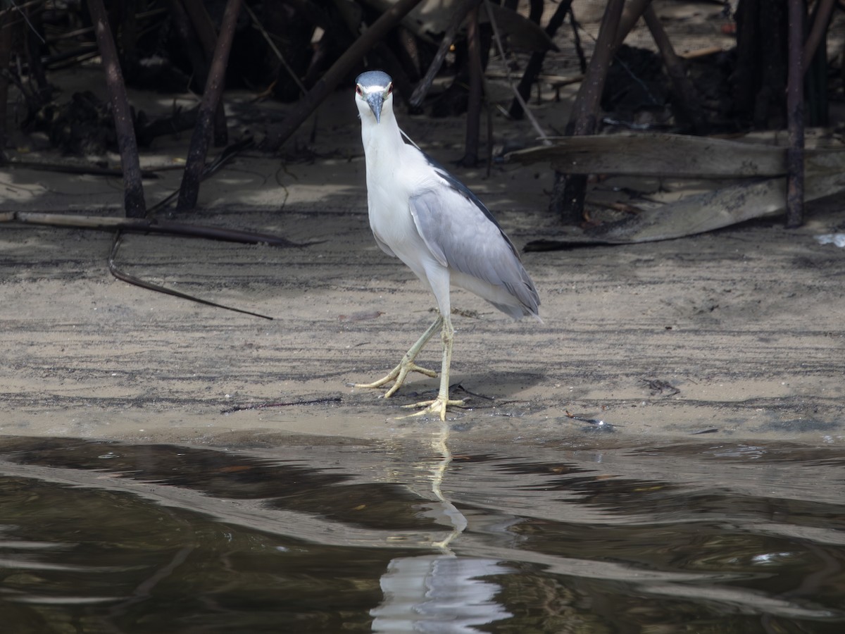 Black-crowned Night Heron - ML638724151