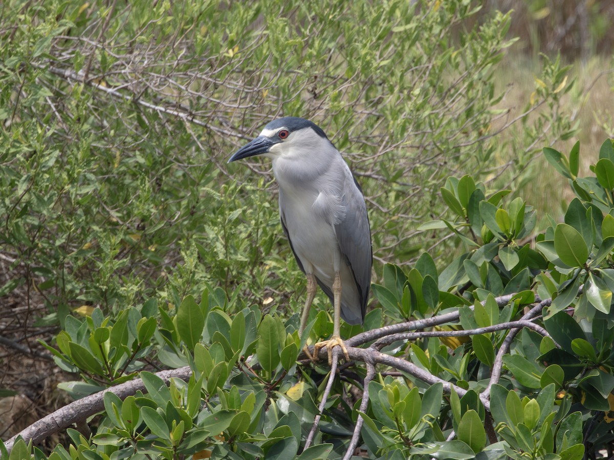 Black-crowned Night Heron - ML638724152