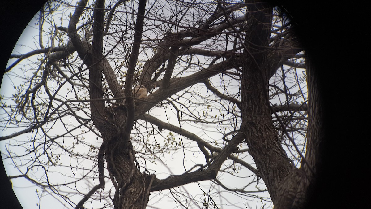 Great Horned Owl - ML638724164