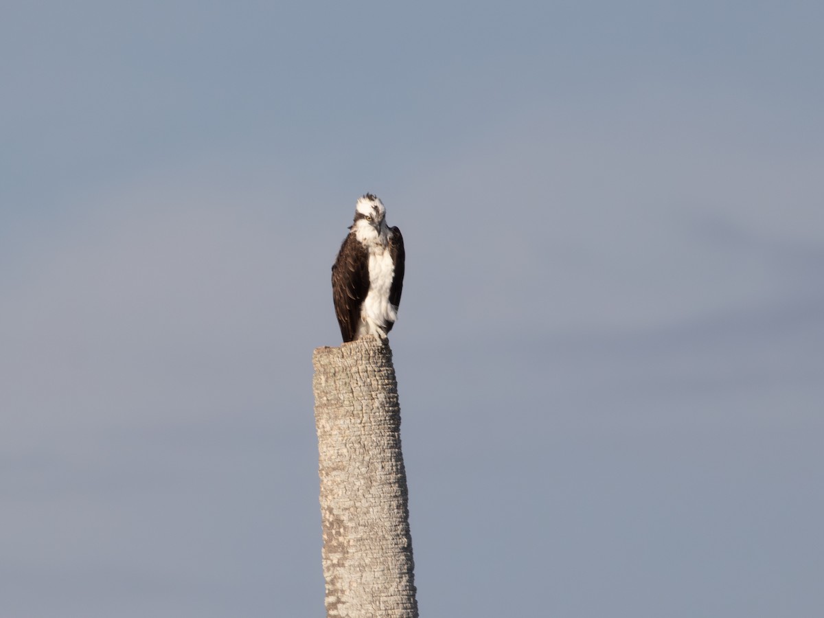 Osprey - ML638724223