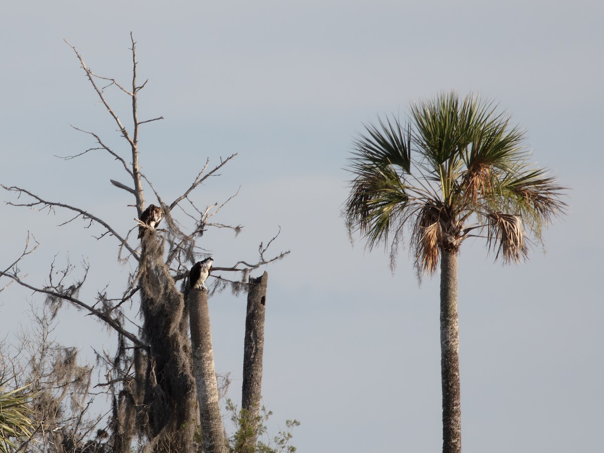 Osprey - ML638724225