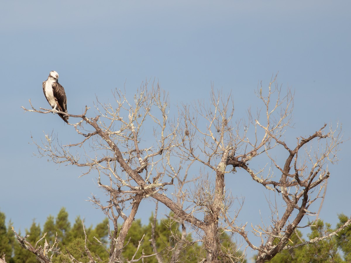 Osprey - ML638724227