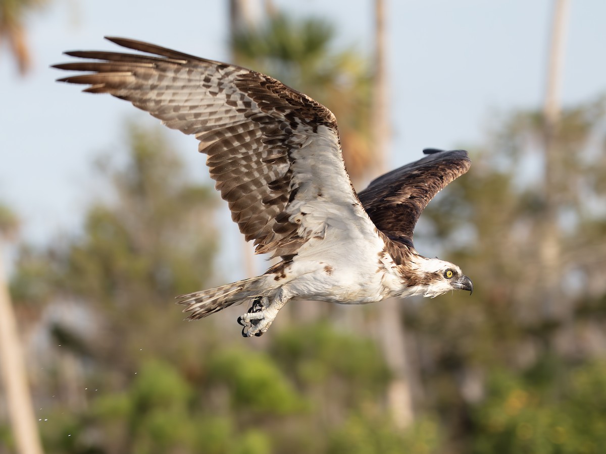 Osprey - ML638724228