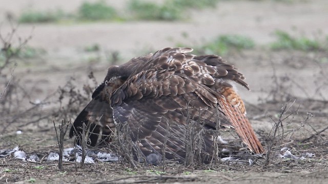 Red-tailed Hawk - ML638724268