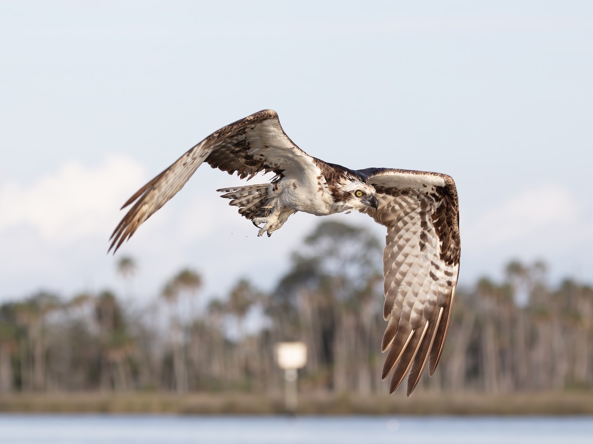 Osprey - ML638724276