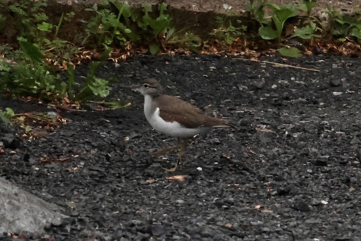 flekksnipe - ML638724318