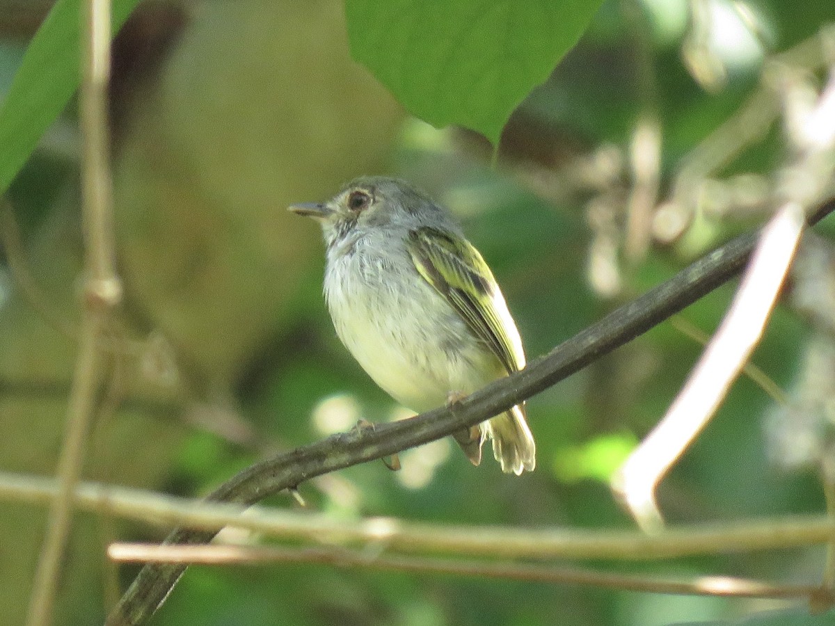 White-bellied Pygmy-Tyrant - ML638724324