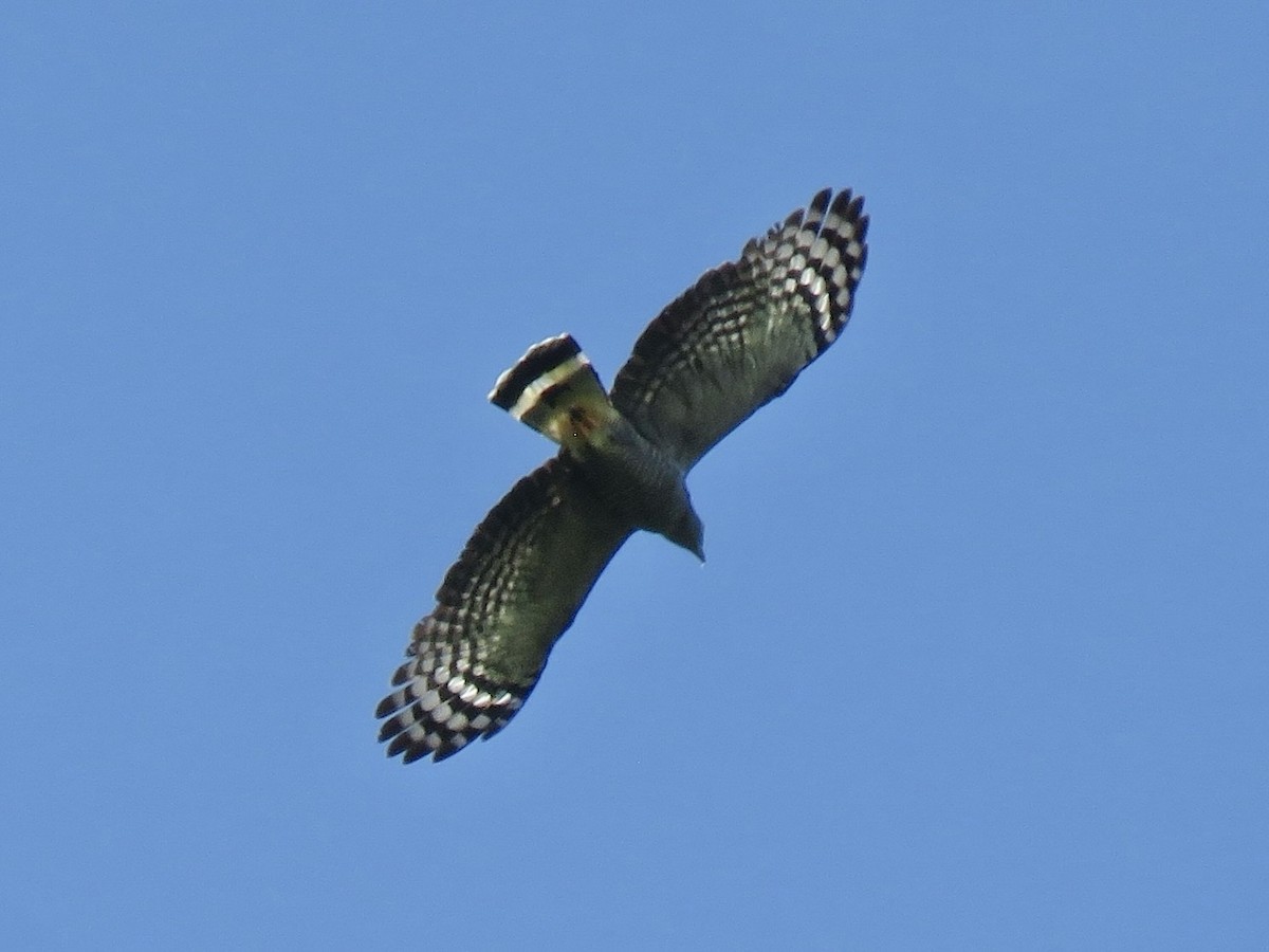 hákozobec neotropický - ML638724348