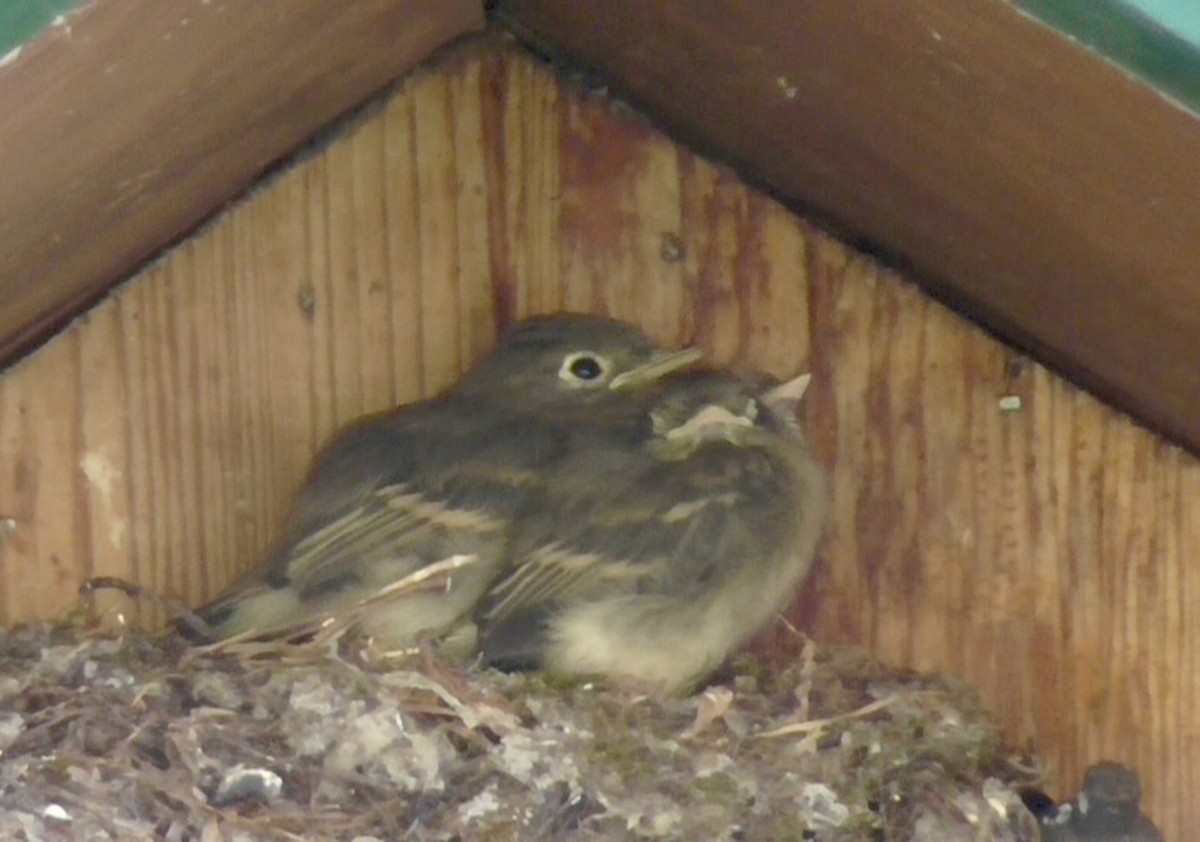 Western Flycatcher - ML638724394