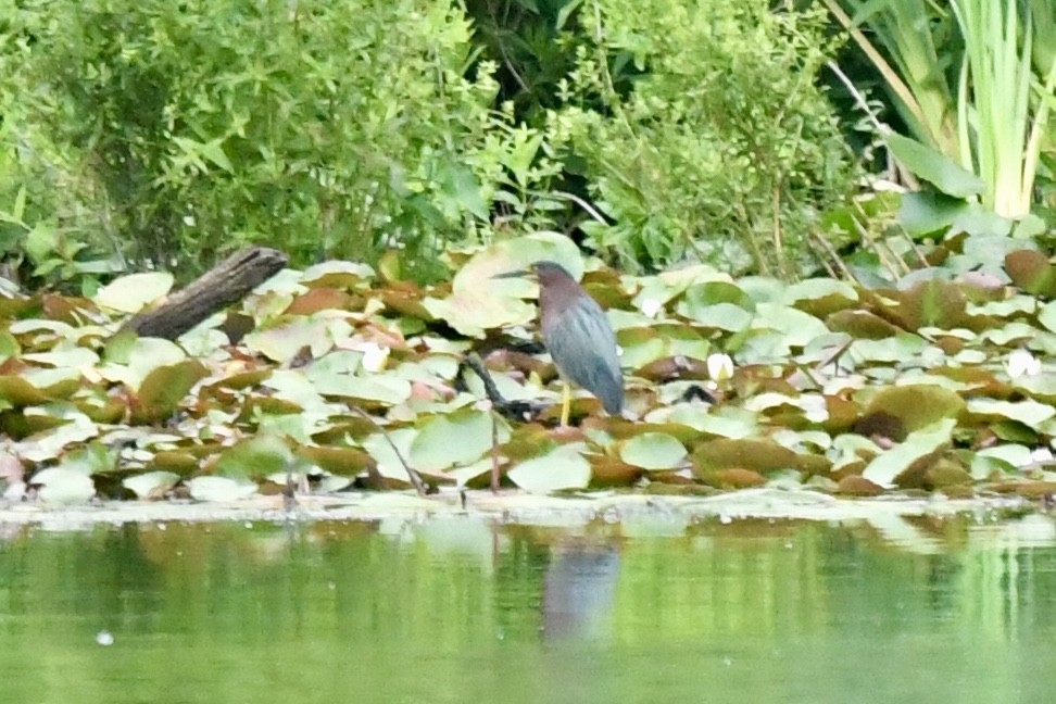 Green Heron - ML638724426