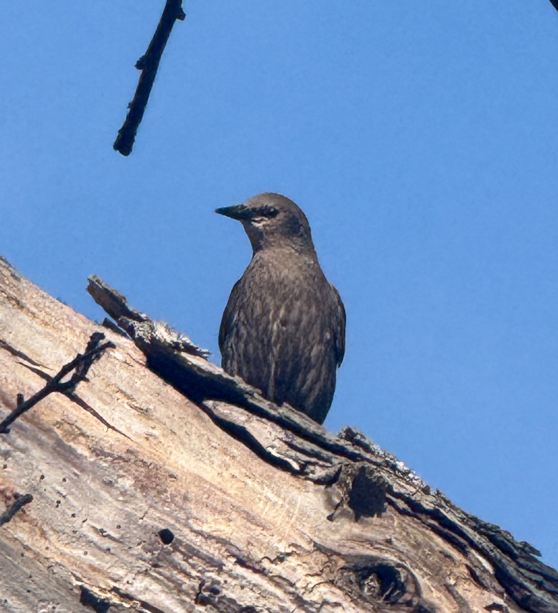 European Starling - ML638724442