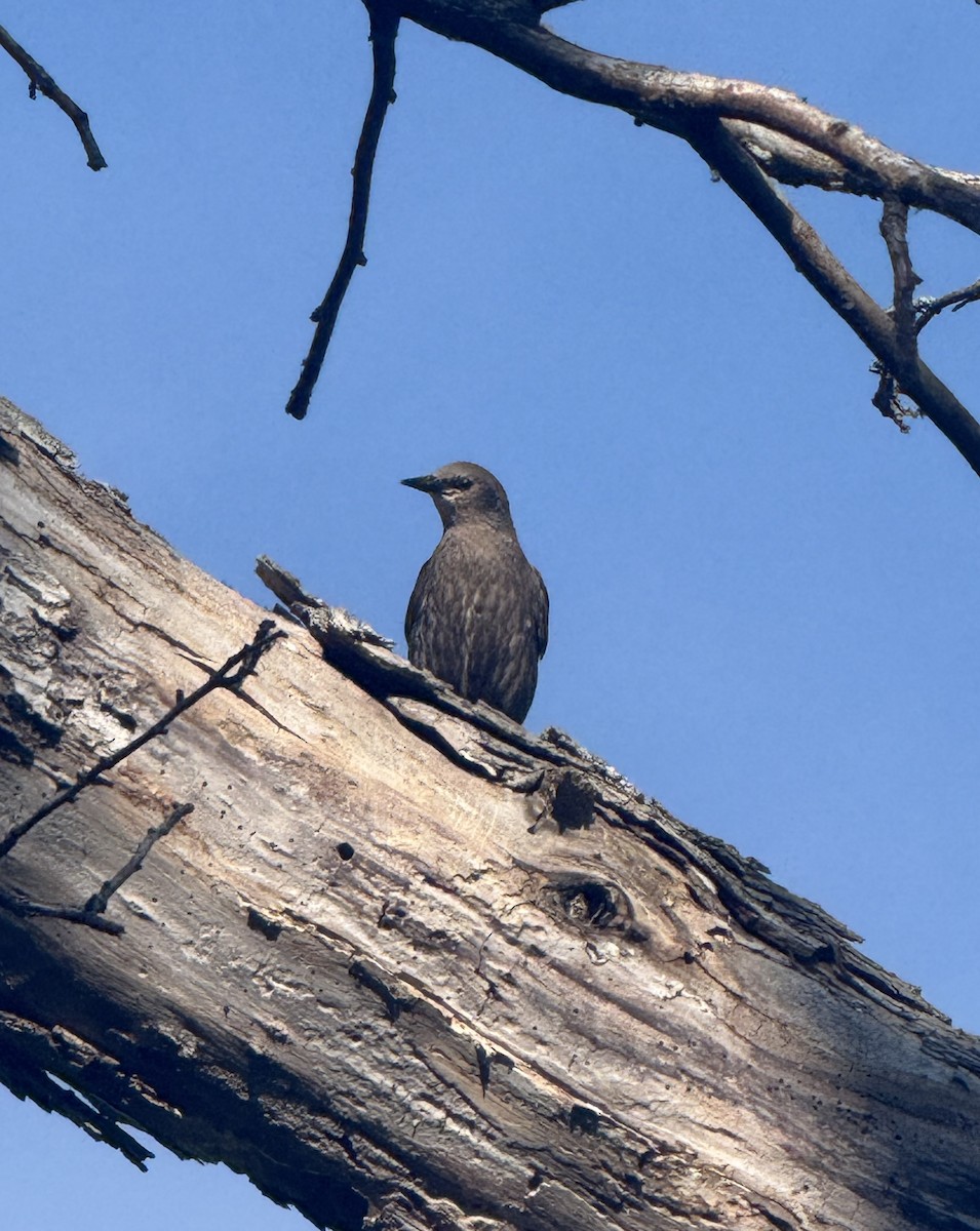 European Starling - ML638724443