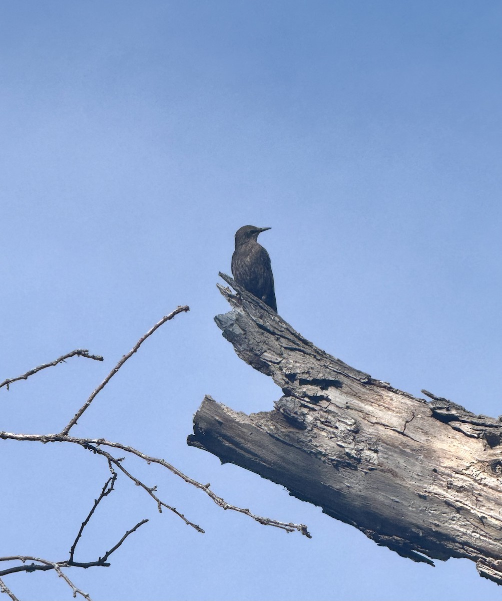 European Starling - ML638724452